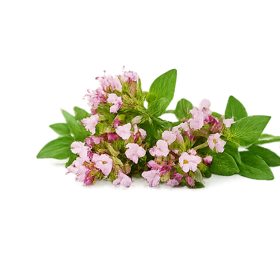মরুয়া ফুল